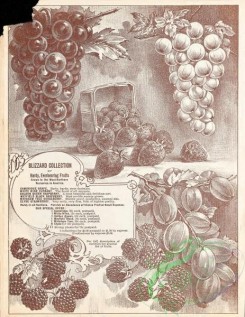 botanical-21668 - black-and-white 073-Berries, Raspberry, Currant, Gooseberry