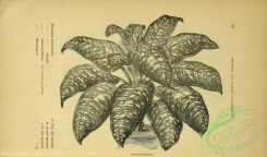 botanical-21756 - black-and-white 176-dieffenbachia