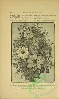 botanical-21761 - black-and-white 181-clematis