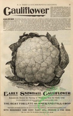 botanical-21788 - black-and-white 021-Cauliflower