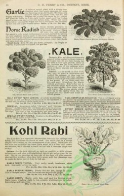 botanical-21799 - black-and-white 032-Kohl Rabi, Kale
