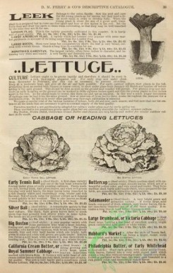 botanical-21800 - black-and-white 033-Lettuce