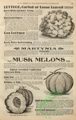 botanical-21802 - black-and-white 035-Lettuce, Musk Melon