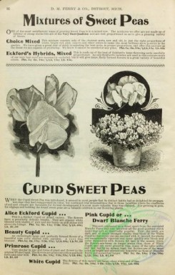 botanical-21842 - black-and-white 078-Sweet Peas