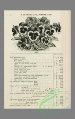 botanical-21884 - black-and-white 125-Pansy