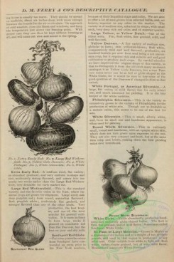 botanical-21932 - black-and-white 049-Onion