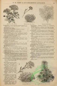 botanical-22007 - black-and-white 024-Ageratum, Acrostis, Alyssum, Amaranthus