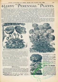 botanical-22132 - black-and-white 118-Perennial Poppy