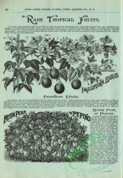 botanical-22208 - black-and-white 037-Melon Pear, Pepino, passiflora edulis