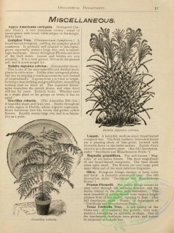 botanical-22282 - black-and-white 008-grevillea robusta, eulalia japonica zebrina