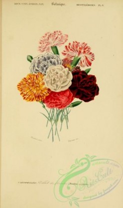 bouquets_flowers-00070 - dianthus caryophyllus [2168x3667]