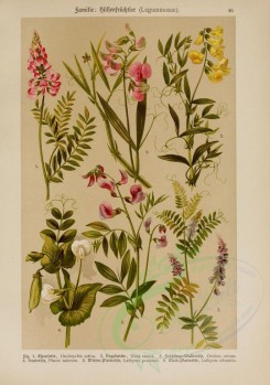 bouquets_flowers-00118 - onobrachis sativa, vicia cracca, orobus vernus, pisum sativum, lathyrus pratensis, lathyrus silvestris [2214x3149]