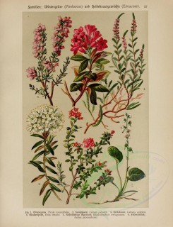 bouquets_flowers-00123 - pirola rotundifolia, ledum palustre, calluna vulgaris, erica tetralix, rhododendron ferrugineum, azalea procumbens [2414x3149]