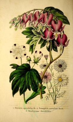 bouquets_flowers-00145 - dicentra spectabilis, nemophila maculata, brachycome iberidifolia [2748x4563]