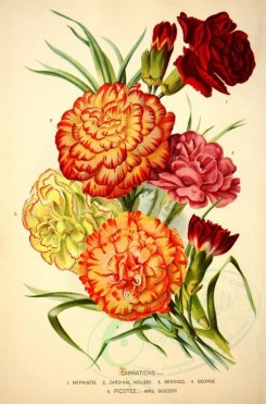 bouquets_flowers-00258 - Carnation, Picotee [3347x5064]