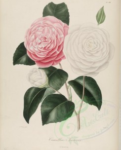 bouquets_flowers-00279 - camellia teutonia [3100x3846]