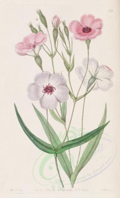 bouquets_flowers-00305 - 053-viscaria oculata, Dark-eyed Viscaria [2822x4622]