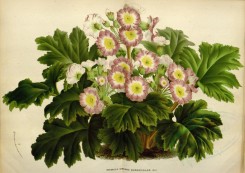 bouquets_flowers-00327 - primula sinensis quadricolor [4939x3483]