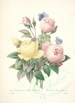 bouquets_flowers-00339 - rosa lutea, rosa indica [4718x6418]