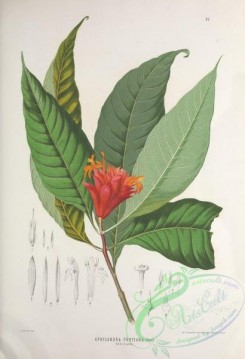 brazilian_plants-00002 - aphelandra porteana clava