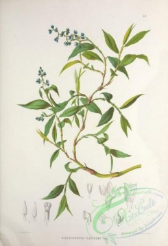 brazilian_plants-00010 - dichorisandra pubescens