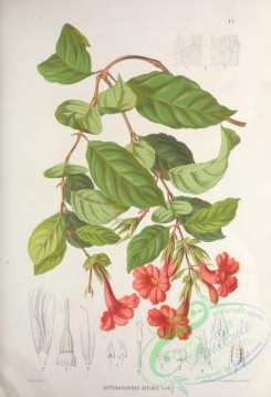brazilian_plants-00011 - dipteracanthus affinis
