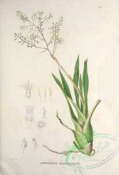 brazilian_plants-00015 - lamprococcus chlorocarpus