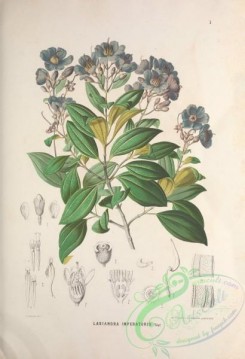brazilian_plants-00016 - lasiandra imperatoris