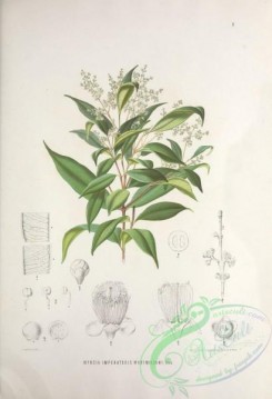 brazilian_plants-00019 - myrcia imperatoris maximiliani
