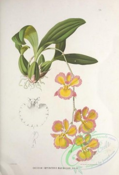 brazilian_plants-00020 - oncidium imperatoris maximiliani