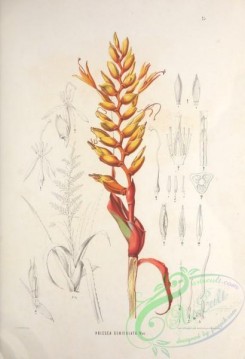 brazilian_plants-00032 - vriesea geniculata