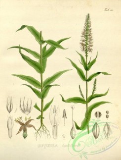 brazilian_plants-00045 - cutubea densiflora