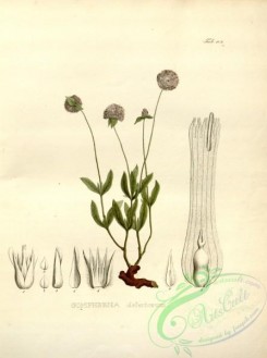 brazilian_plants-00053 - gomphrena desertorum