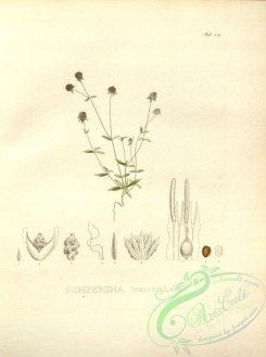 brazilian_plants-00057 - gomphrena leucocephala
