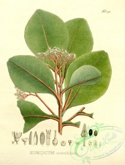 brazilian_plants-00073 - humirium crassifolium