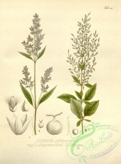 brazilian_plants-00075 - iresine polymorpha alopecuroidea, iresine polymorpha diffusa