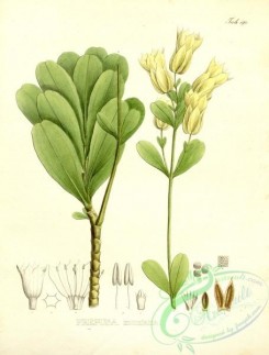 brazilian_plants-00100 - prepusa montana