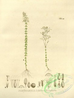 brazilian_plants-00105 - schubleria diffusa, schubleria coferta