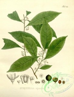 brazilian_plants-00116 - steudelia cymosa