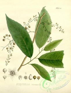 brazilian_plants-00117 - steudelia racemosa
