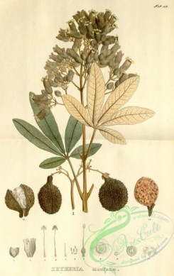 brazilian_plants-00123 - zeyheria montana