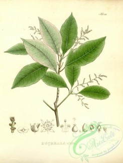 brazilian_plants-00146 - euceraea nitida