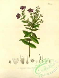 brazilian_plants-00163 - lasiandra martiana