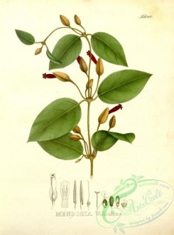 brazilian_plants-00181 - mendozia vellosiana