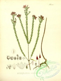 brazilian_plants-00183 - microlicia crenulata