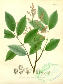 brazilian_plants-00212 - trattinickia burseraefolia
