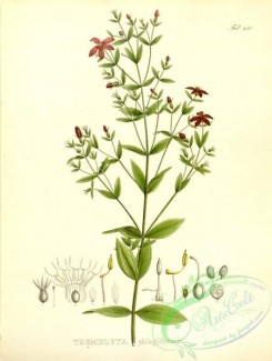 brazilian_plants-00213 - trembleya phlogiformis