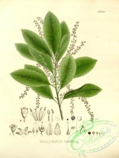 brazilian_plants-00220 - wallenia laxiflora