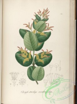 brazilian_plants-00252 - chrysostachys ovateifolia