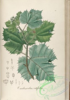 brazilian_plants-00256 - cnidoscolus vitifolius